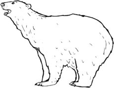 Eisbär.jpg